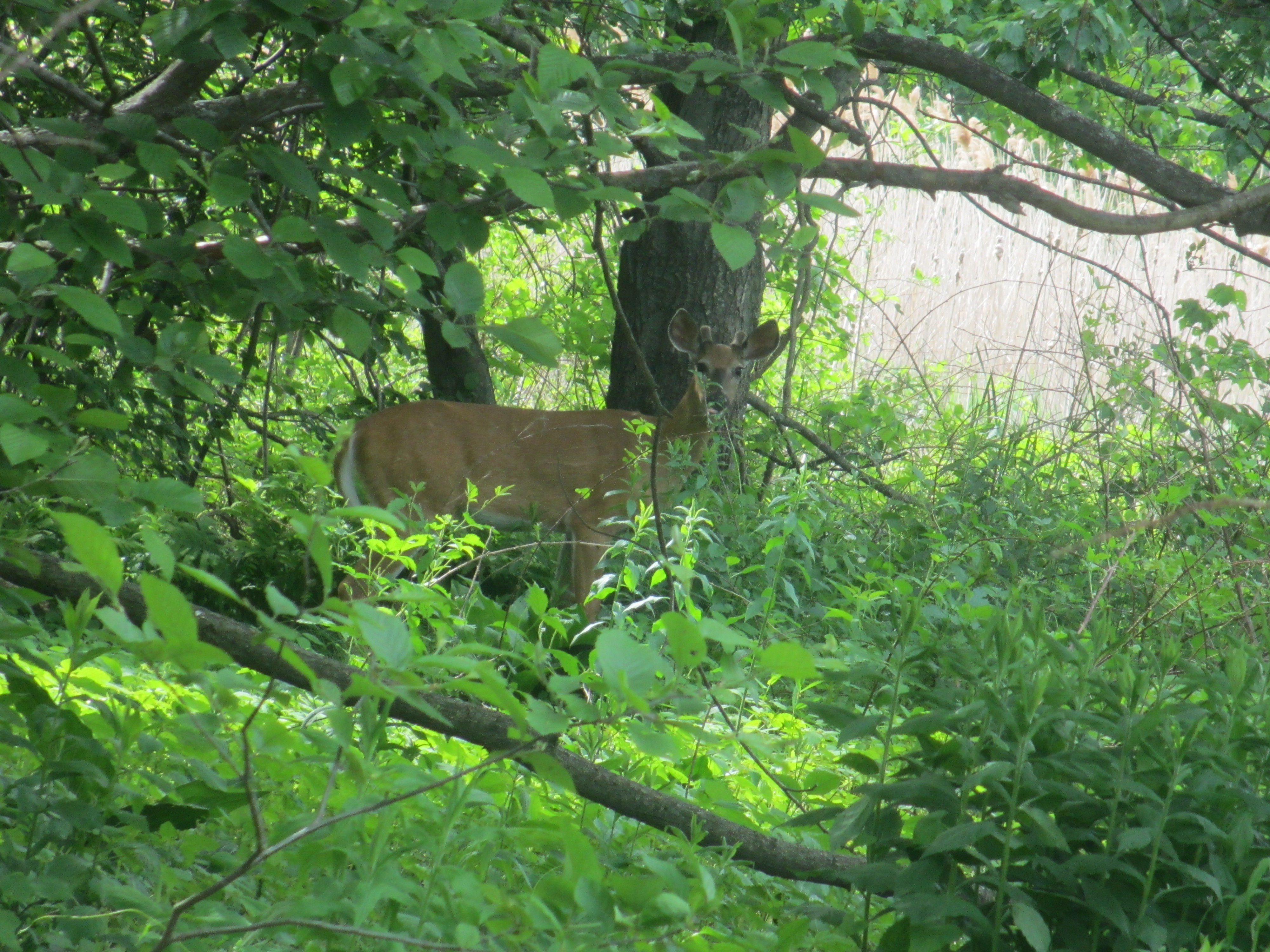Deer in brush